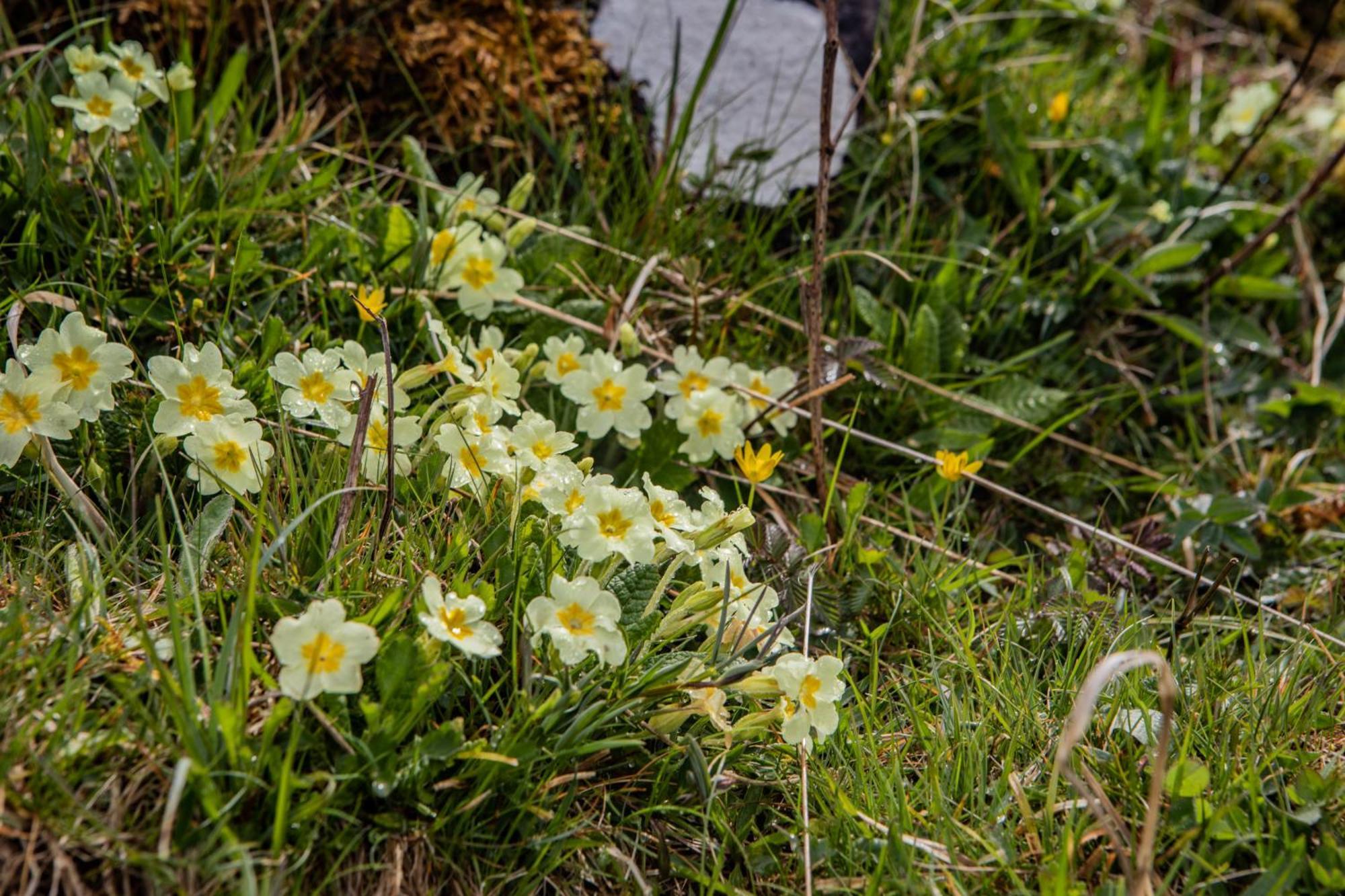 Edinbane Self Catering - On The Croft At Edinbane 빌라 외부 사진